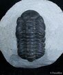Bargain Reedops Trilobite - inches #2977-2